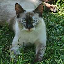 Thumbnail photo of Pepper #4