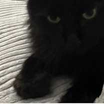 Thumbnail photo of Alice #3