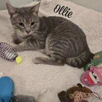Thumbnail photo of Ollie #4