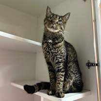 Thumbnail photo of Harper  #1