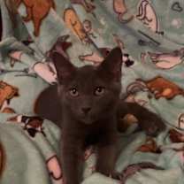 Thumbnail photo of Milo #4