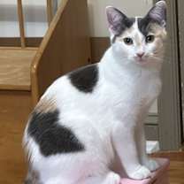 Thumbnail photo of LG #1