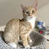 Thumbnail photo of Twizzler #3