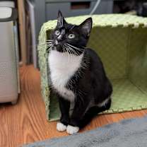 Thumbnail photo of Apple Pie #1