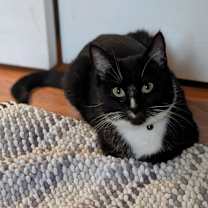 Thumbnail photo of Apple Pie #2