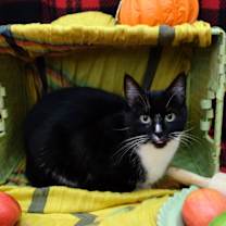 Thumbnail photo of Apple Pie #3