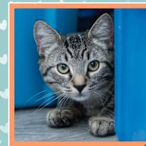 Thumbnail photo of Blaze #1