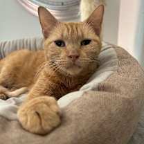 Thumbnail photo of Dolce #3