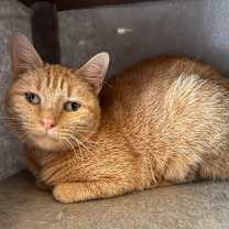 Thumbnail photo of Dolce #4