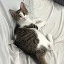 adopt-pet
