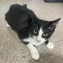 adopt-pet