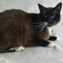 Thumbnail photo of Ryuk #2