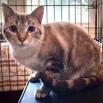 Thumbnail photo of Toffee #1