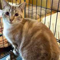 Thumbnail photo of Toffee #2