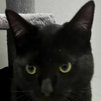 Thumbnail photo of Nico #4