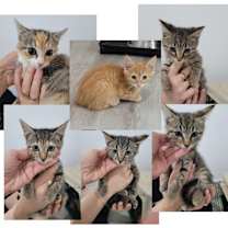 Thumbnail photo of Susan Kittens: Frank (fka Kitten 2) #2