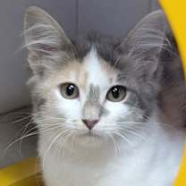 adopt-pet