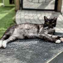 Thumbnail photo of Fifi #4