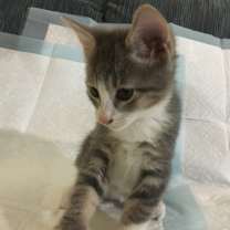 Thumbnail photo of Firefly #2