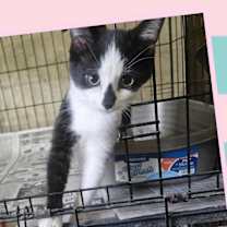 adopt-pet
