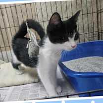 adopt-pet