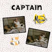 adopt-pet
