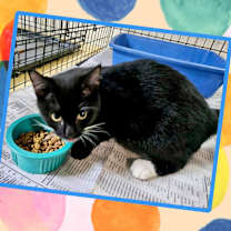 adopt-pet