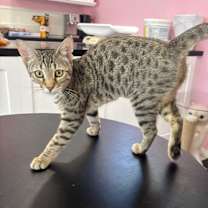 Thumbnail photo of Crystal #1