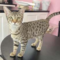 Thumbnail photo of Crystal #2