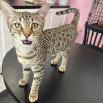 Thumbnail photo of Crystal #3