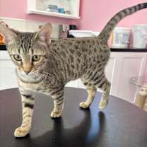 Thumbnail photo of Crystal #4