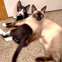 Thumbnail photo of Pearl #1