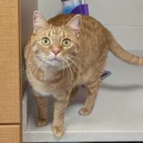 adopt-pet