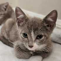 Thumbnail photo of Xanthos #1