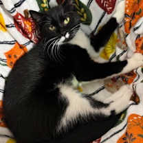 Thumbnail photo of Frog #2