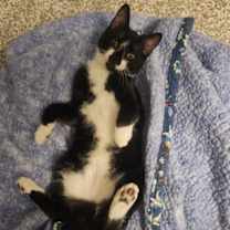 adopt-pet