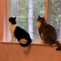 Thumbnail photo of Bandit #2