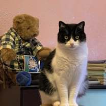 Thumbnail photo of Bandit #3