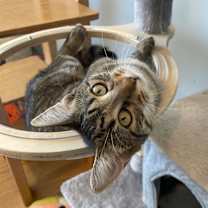 adopt-pet