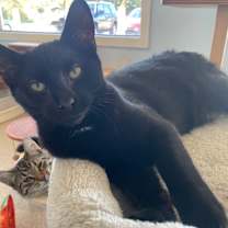 adopt-pet