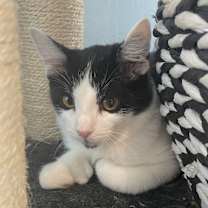 adopt-pet