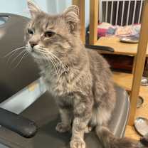adopt-pet