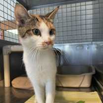 adopt-pet