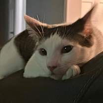 Thumbnail photo of Cruello #3