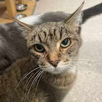 adopt-pet
