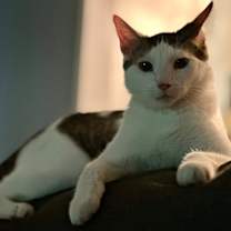 Thumbnail photo of Cruello #4