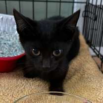 Thumbnail photo of Joel Julian #2