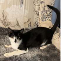 Thumbnail photo of Jett #1