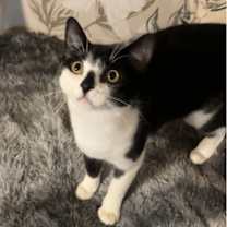 Thumbnail photo of Jett #3