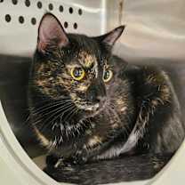 Thumbnail photo of Bug #2